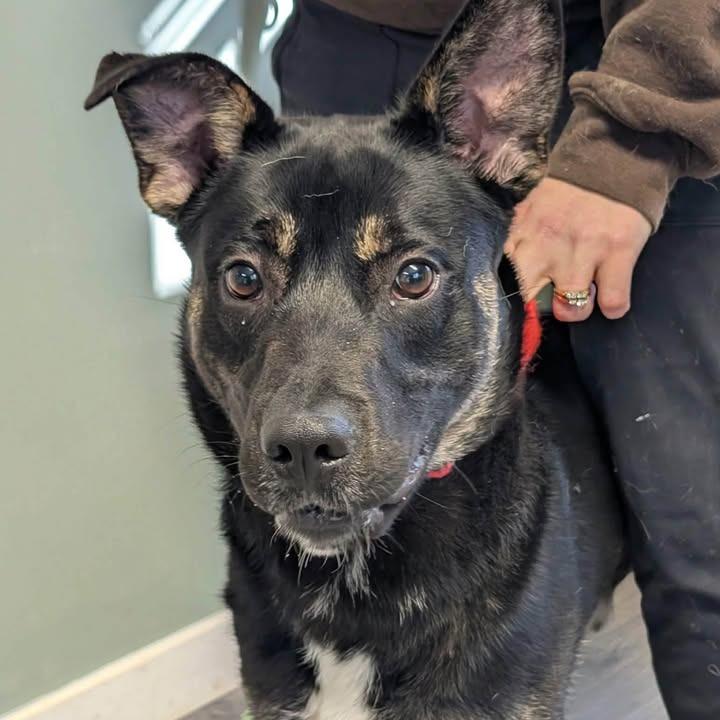 Enlarge Playdoh, a Adoptable mixed breed in Greenville, PA image 1/4