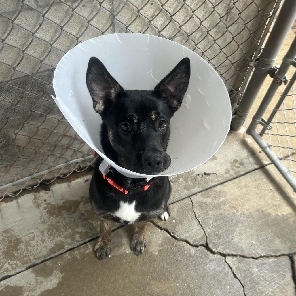 Enlarge Playdoh, a Adoptable mixed breed in Greenville, PA image 2/4