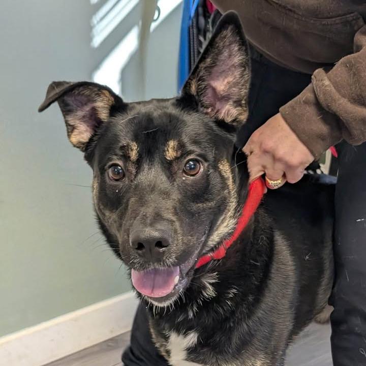 Enlarge Playdoh, a Adoptable mixed breed in Greenville, PA image 3/4
