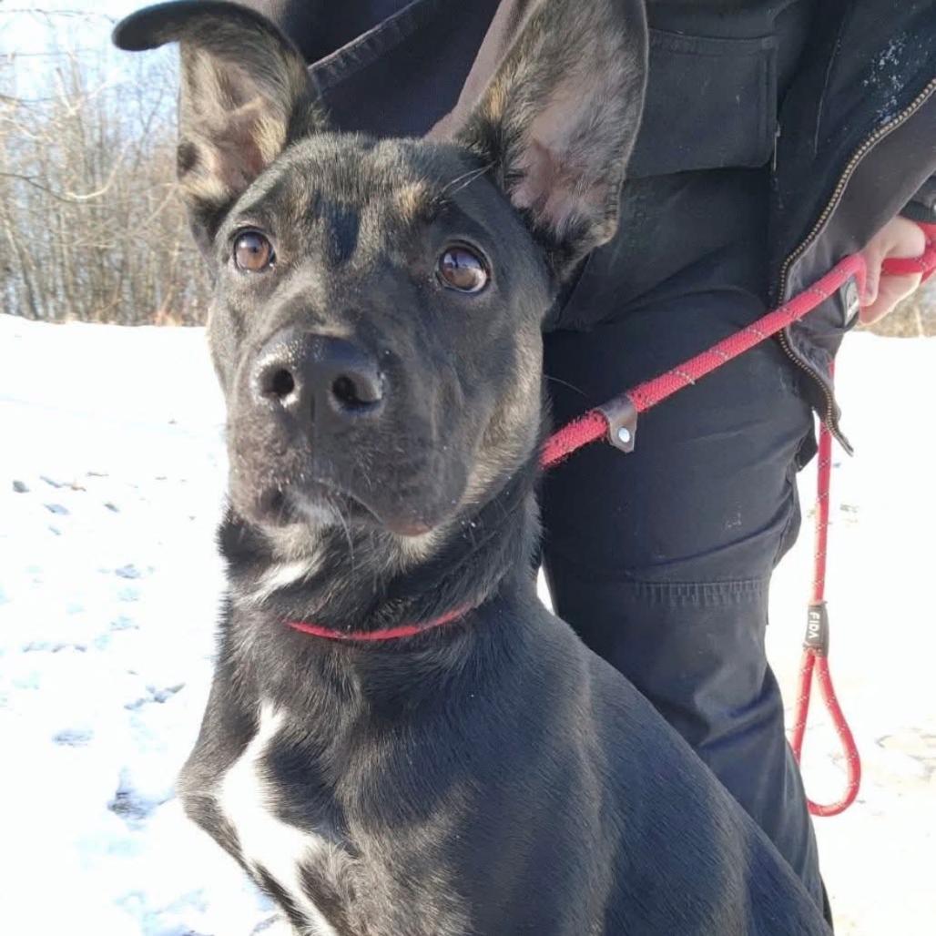 Enlarge Playdoh, a Adoptable mixed breed in Greenville, PA image 4/4