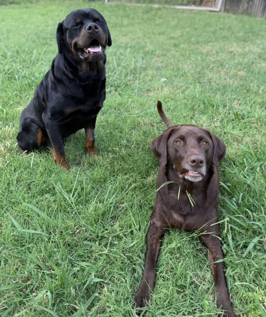 Enlarge Duke, an adopted Rottweiler in Polk, OH image 5/5