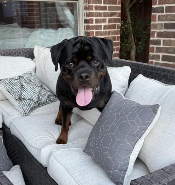 Enlarge Duke, an adopted Rottweiler in Polk, OH image 3/5