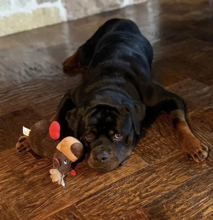 Enlarge Duke, an adopted Rottweiler in Polk, OH image 4/5