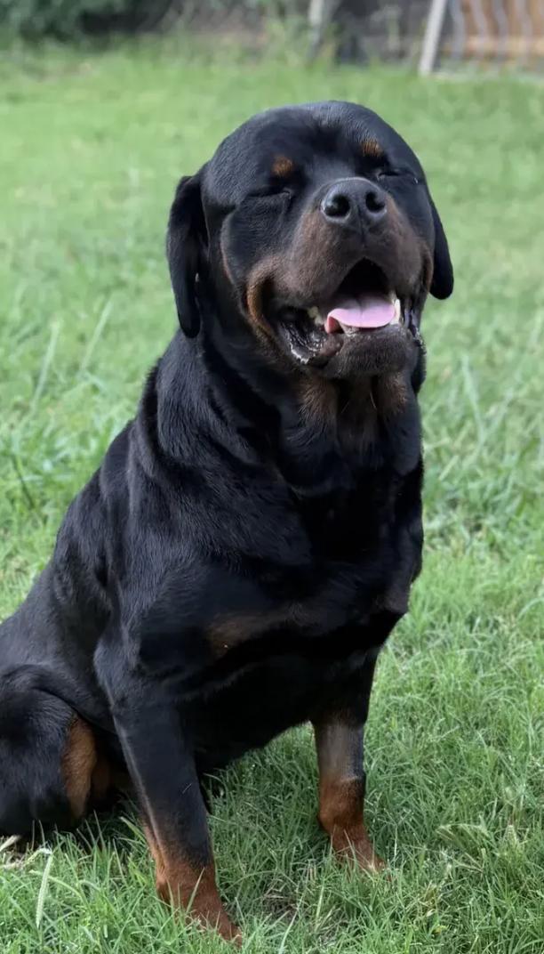 Enlarge Duke, an adopted Rottweiler in Polk, OH image 2/5