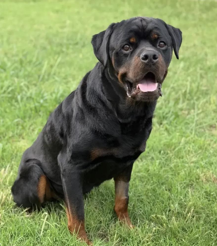 Duke, adopted, Adult Male Rottweiler.