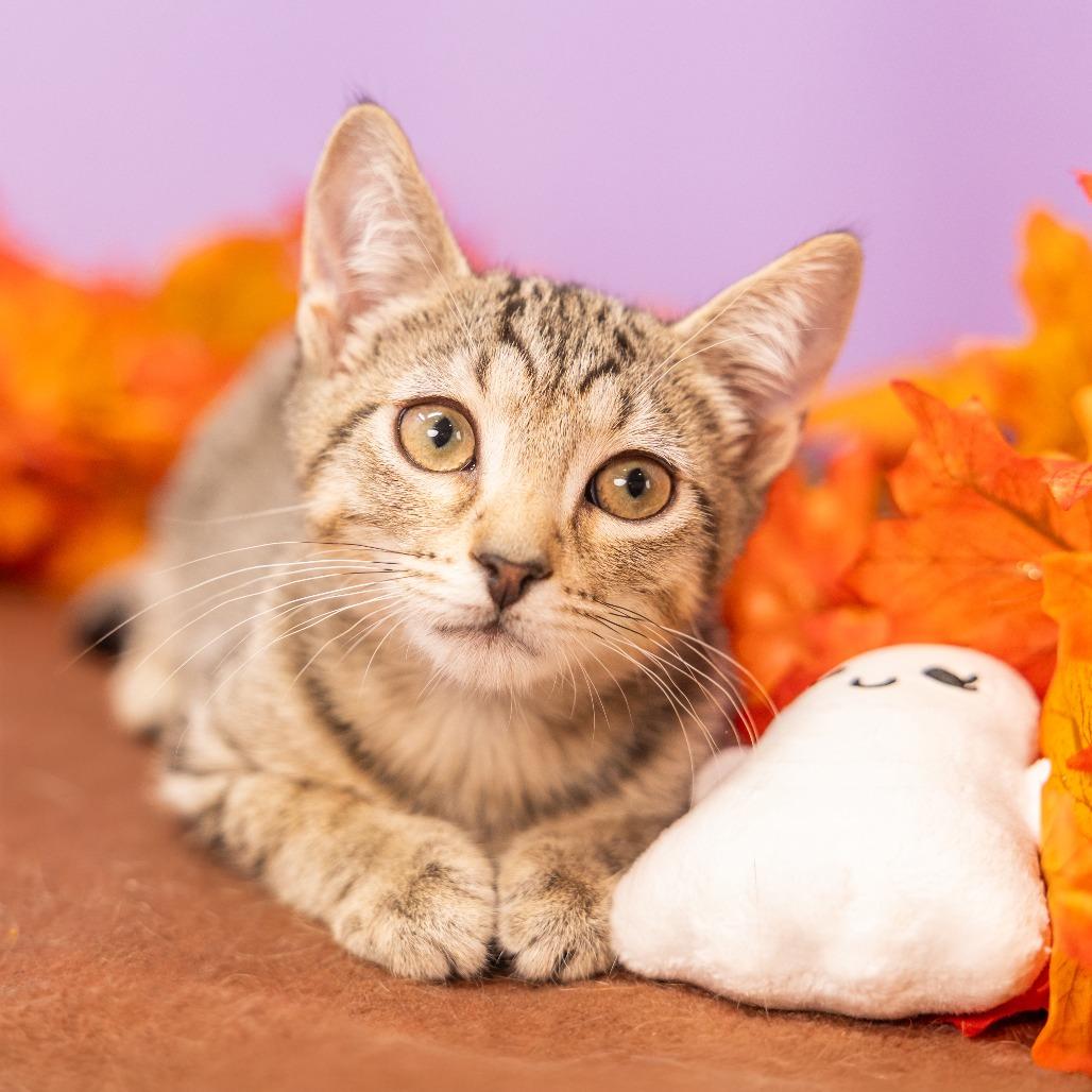 Lucky, Adoptable, Young Male Domestic Short Hair.