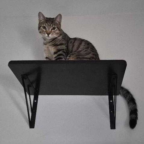 Lucky, a Adoptable Domestic Short Hair in Durham, NC image 2/6