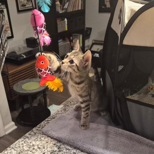 Lucky, a Adoptable Domestic Short Hair in Durham, NC image 5/6