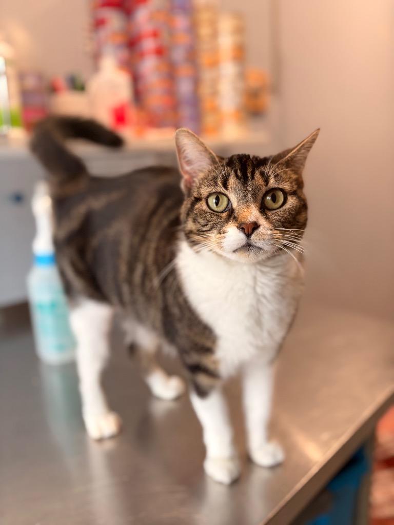 June, Adoptable, Adult Female Domestic Short Hair.