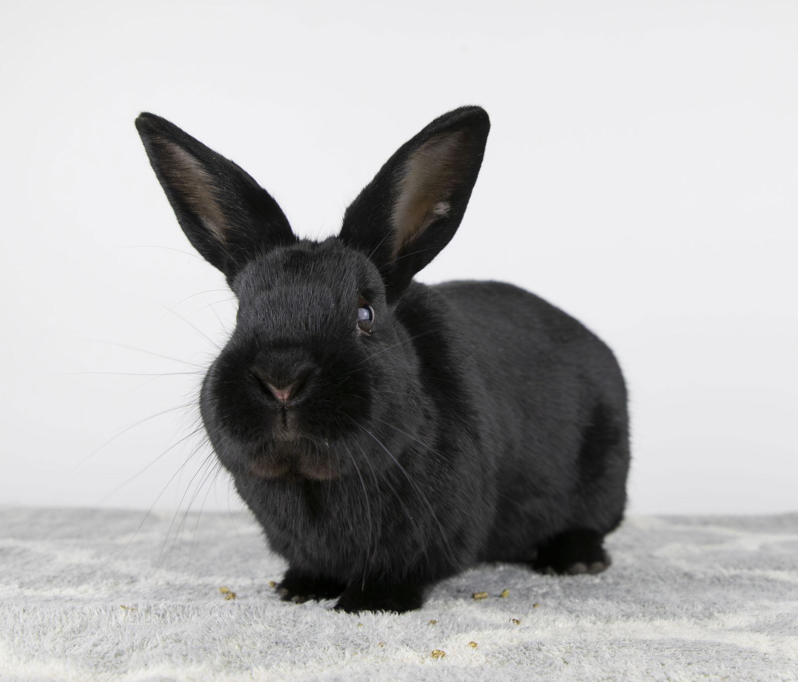 Thackery, Adopted, Adult Male Dwarf.