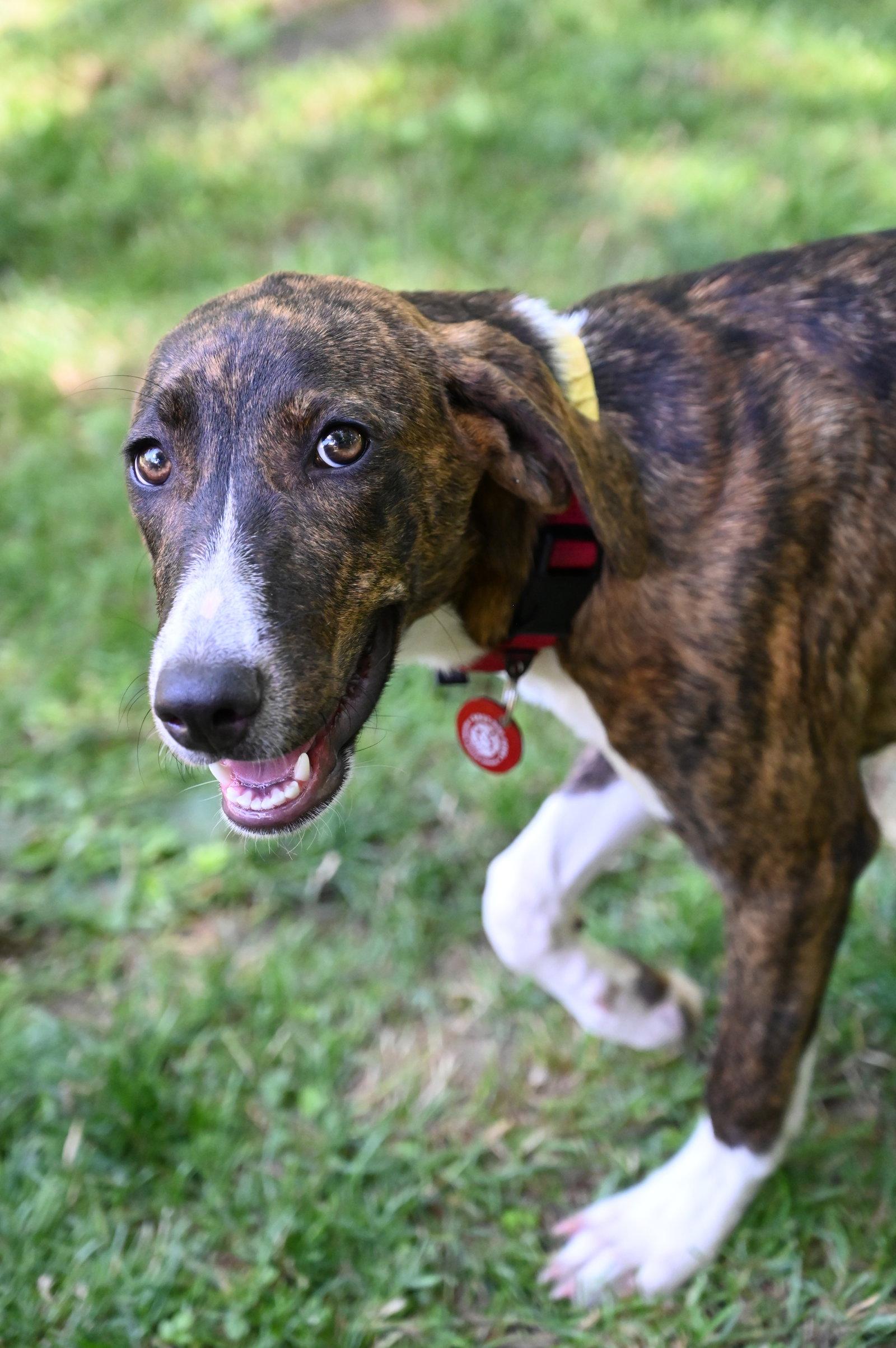 Enlarge Gertrude Rose *LOCAL*, a Adoptable Hound in Wakefield, RI image 1/3