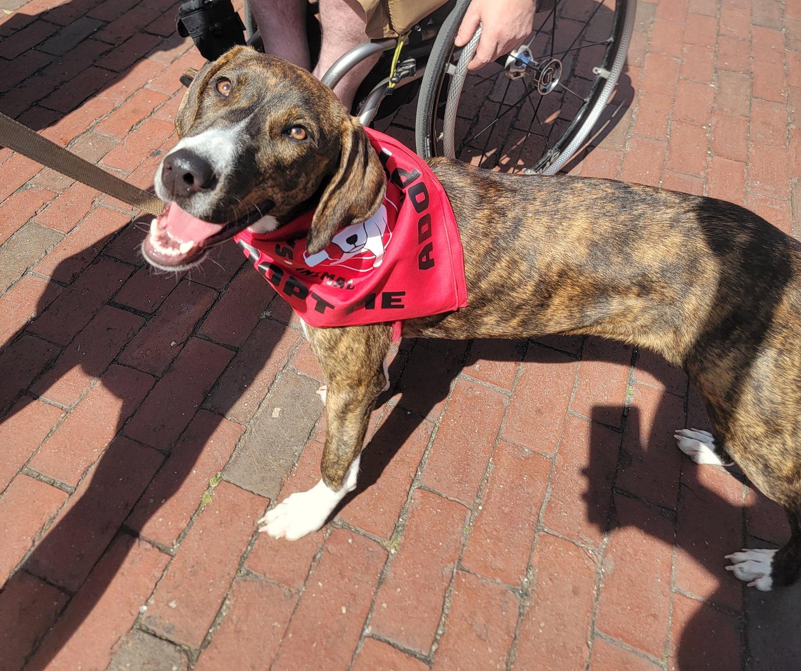 Enlarge Gertrude Rose *LOCAL*, a Adoptable Hound in Wakefield, RI image 1/3