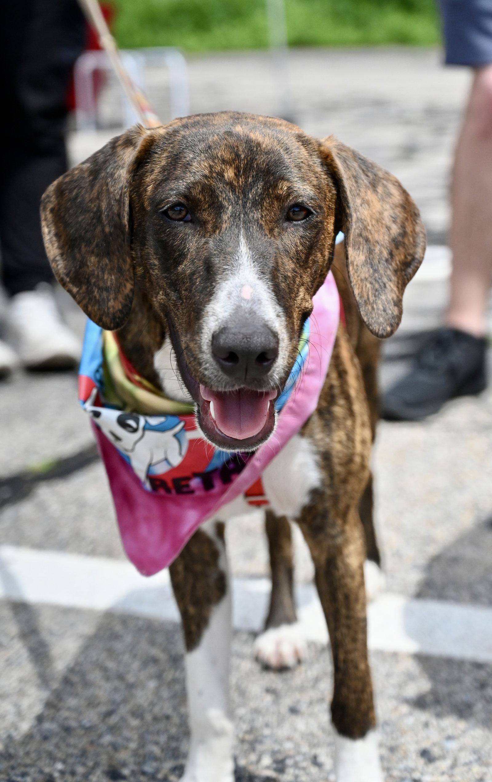 Enlarge Gertrude Rose *LOCAL*, a Adoptable Hound in Wakefield, RI image 2/3