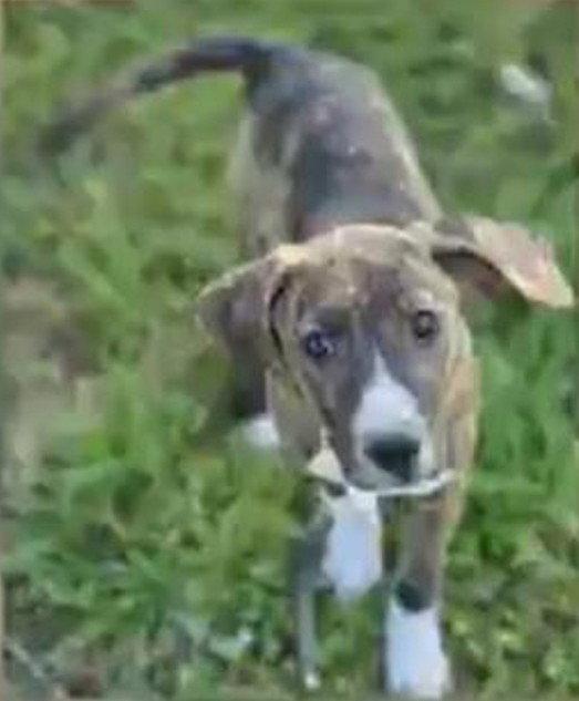 Enlarge Gertrude Rose, a Adoptable Hound in Wakefield, RI image 1/3