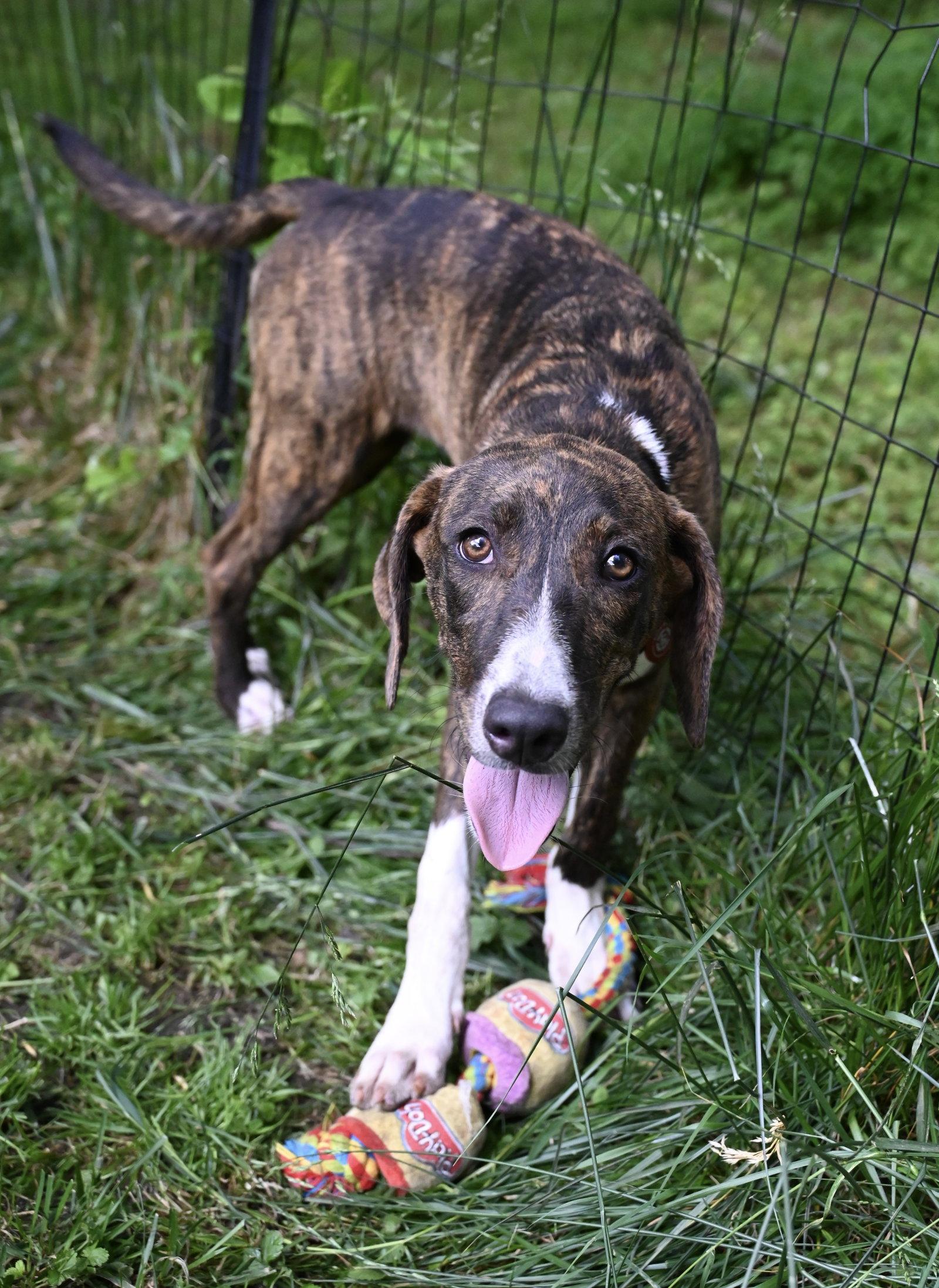 Enlarge Gertrude Rose *LOCAL*, a Adoptable Hound in Wakefield, RI image 2/3