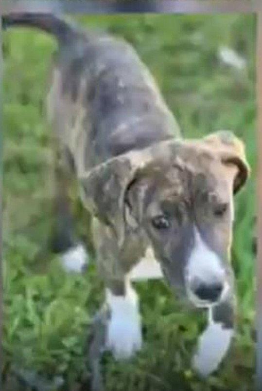 Enlarge Gertrude Rose, a Adoptable Hound in Wakefield, RI image 2/3