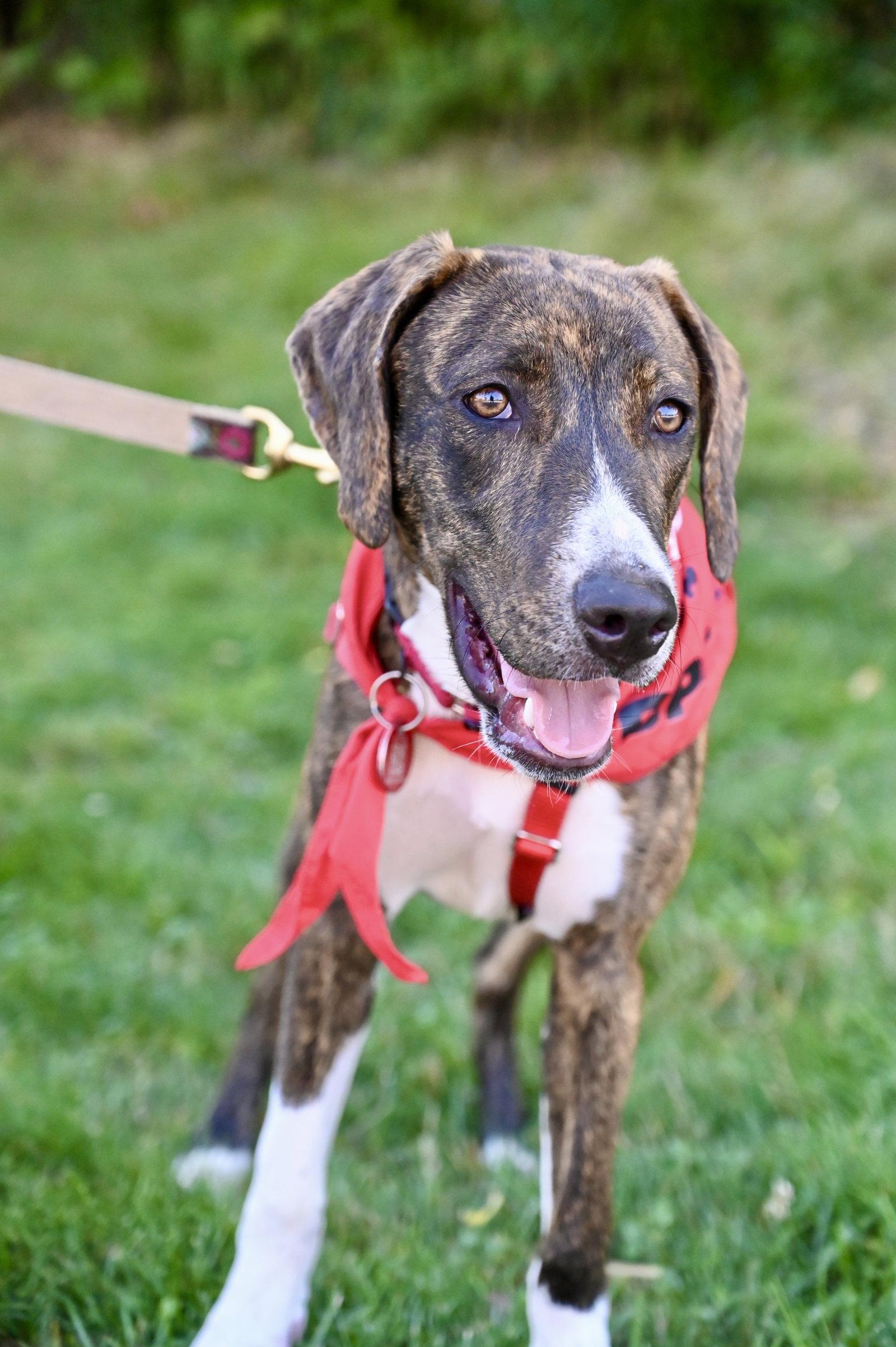 Gertrude Rose *LOCAL*, Adoptable, Puppy Female Hound.