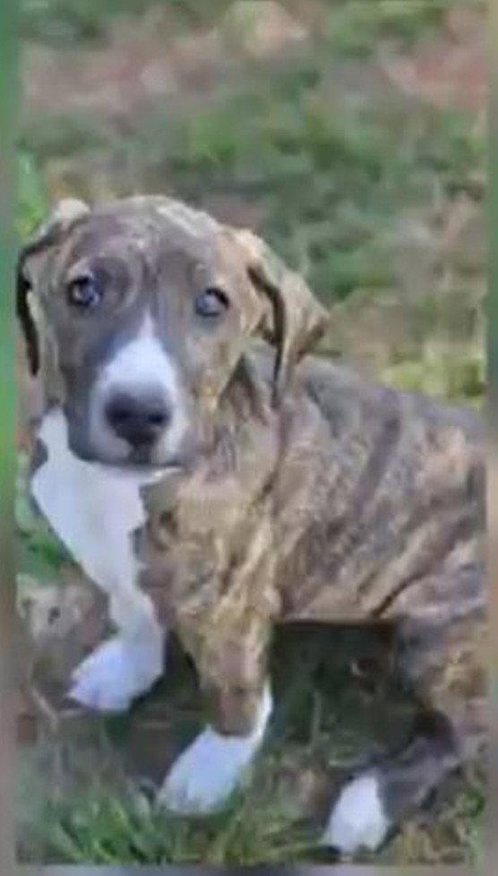 Enlarge Gertrude Rose, a Adoptable Hound in Wakefield, RI image 3/3