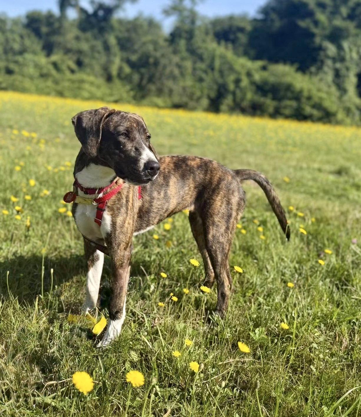 Gertrude Rose *LOCAL*, a Adoptable Hound in Wakefield, RI image 2/3