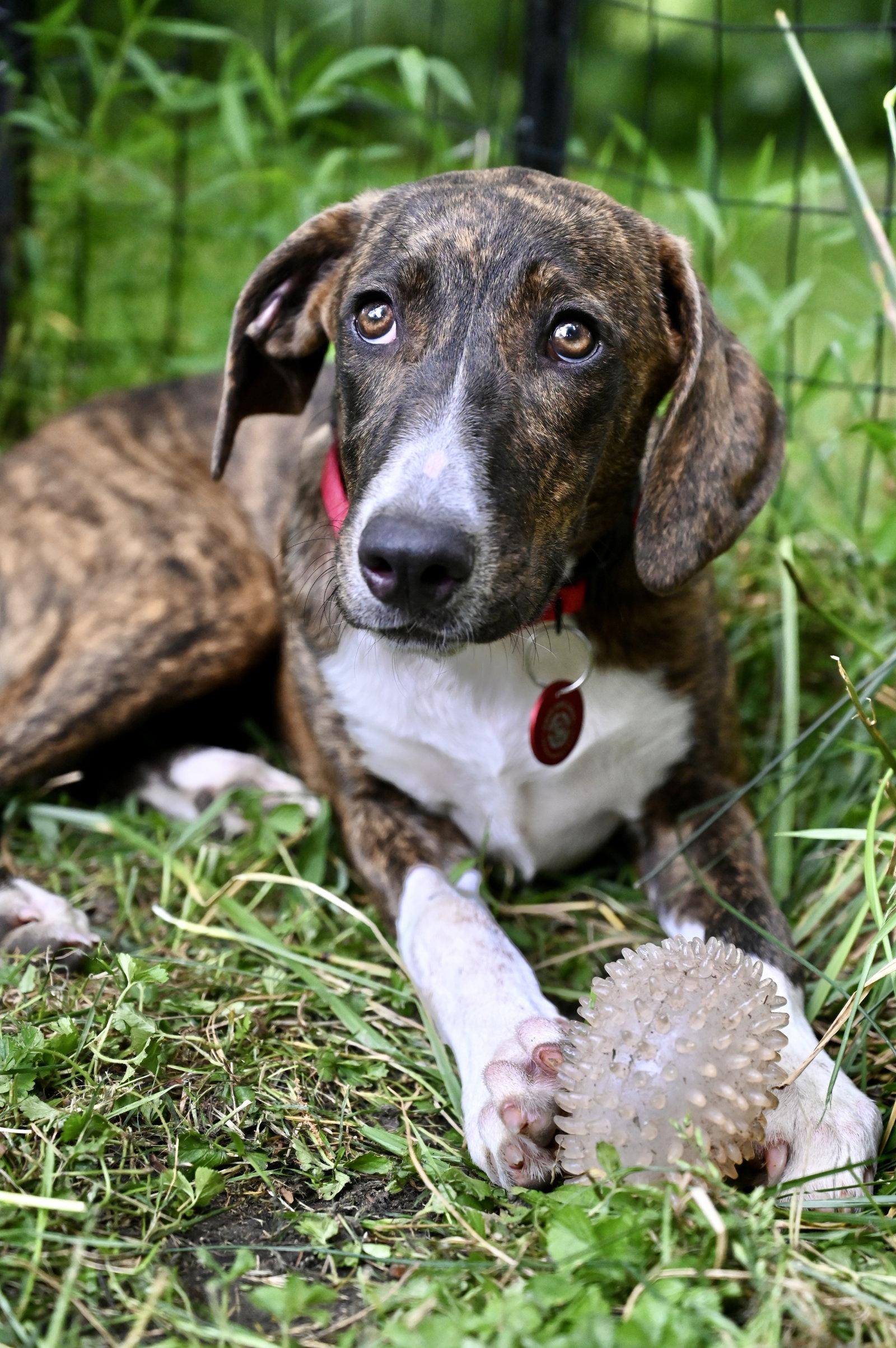 Enlarge Gertrude Rose *LOCAL*, a Adoptable Hound in Wakefield, RI image 3/3