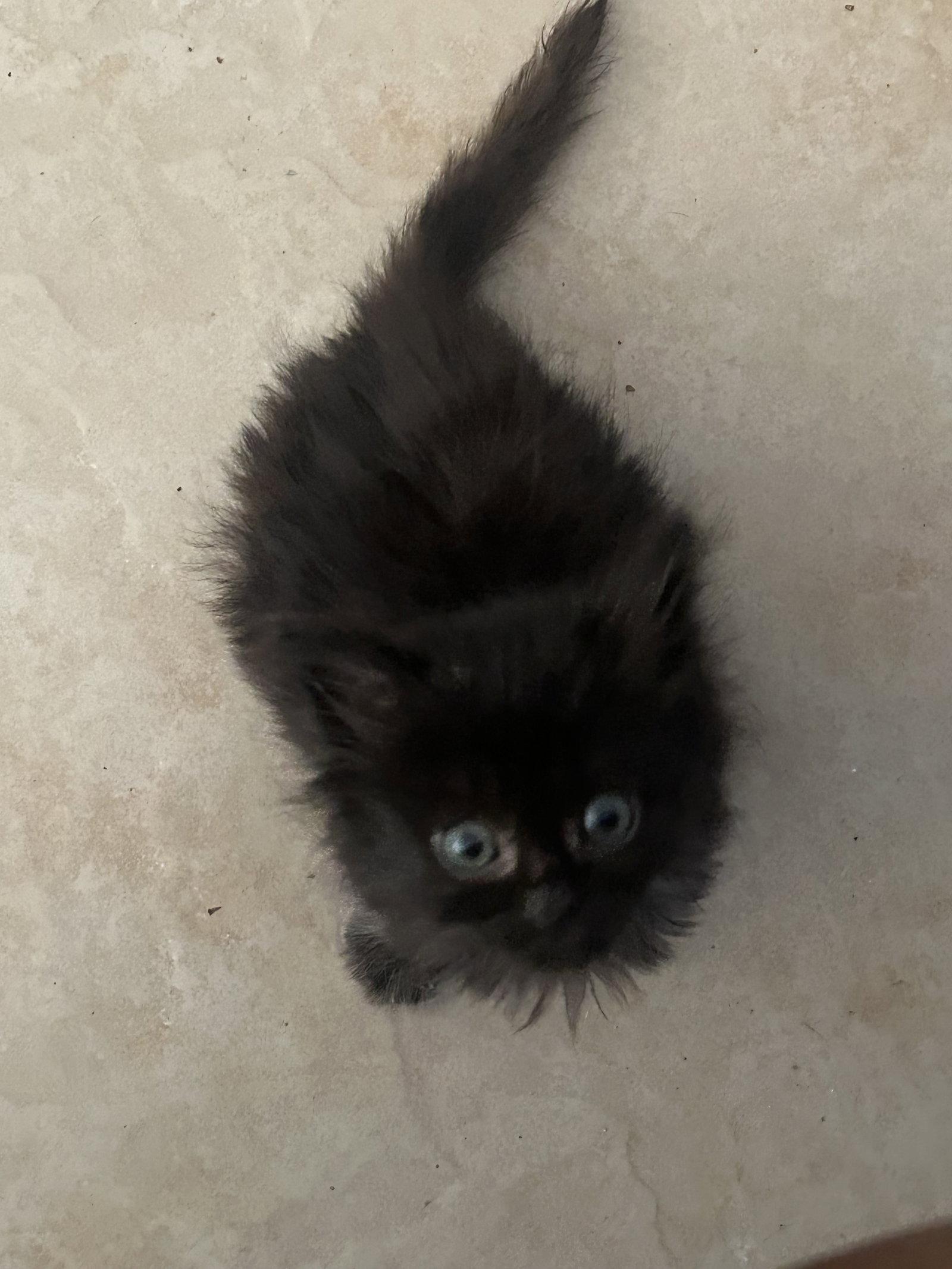 Apollo (new), Adoptable, Kitten Female Domestic Medium Hair.