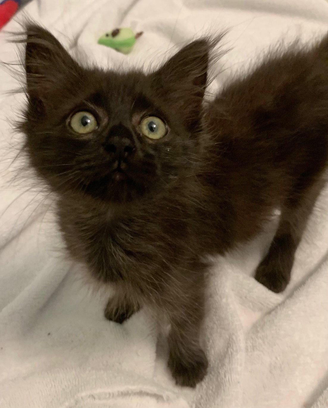 Apollo (new), a Adoptable Domestic Medium Hair in Wesley Chapel, FL image 2/2