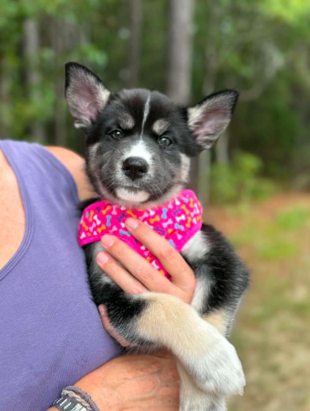 Lainey, a ADOPTABLE mixed breed in Eutawville, SC image 2/6