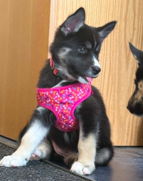 Lainey, a ADOPTABLE mixed breed in Eutawville, SC image 6/6
