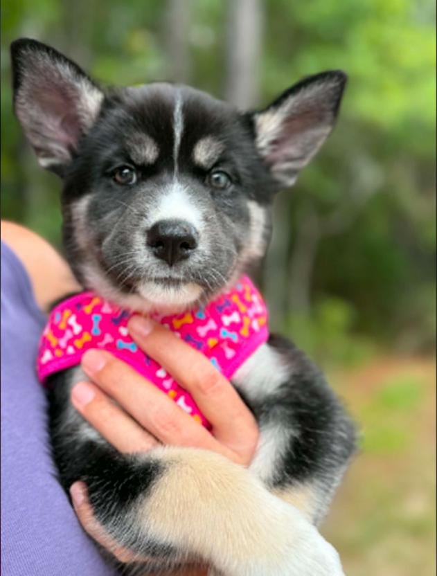 Lainey, a ADOPTABLE mixed breed in Eutawville, SC image 4/6