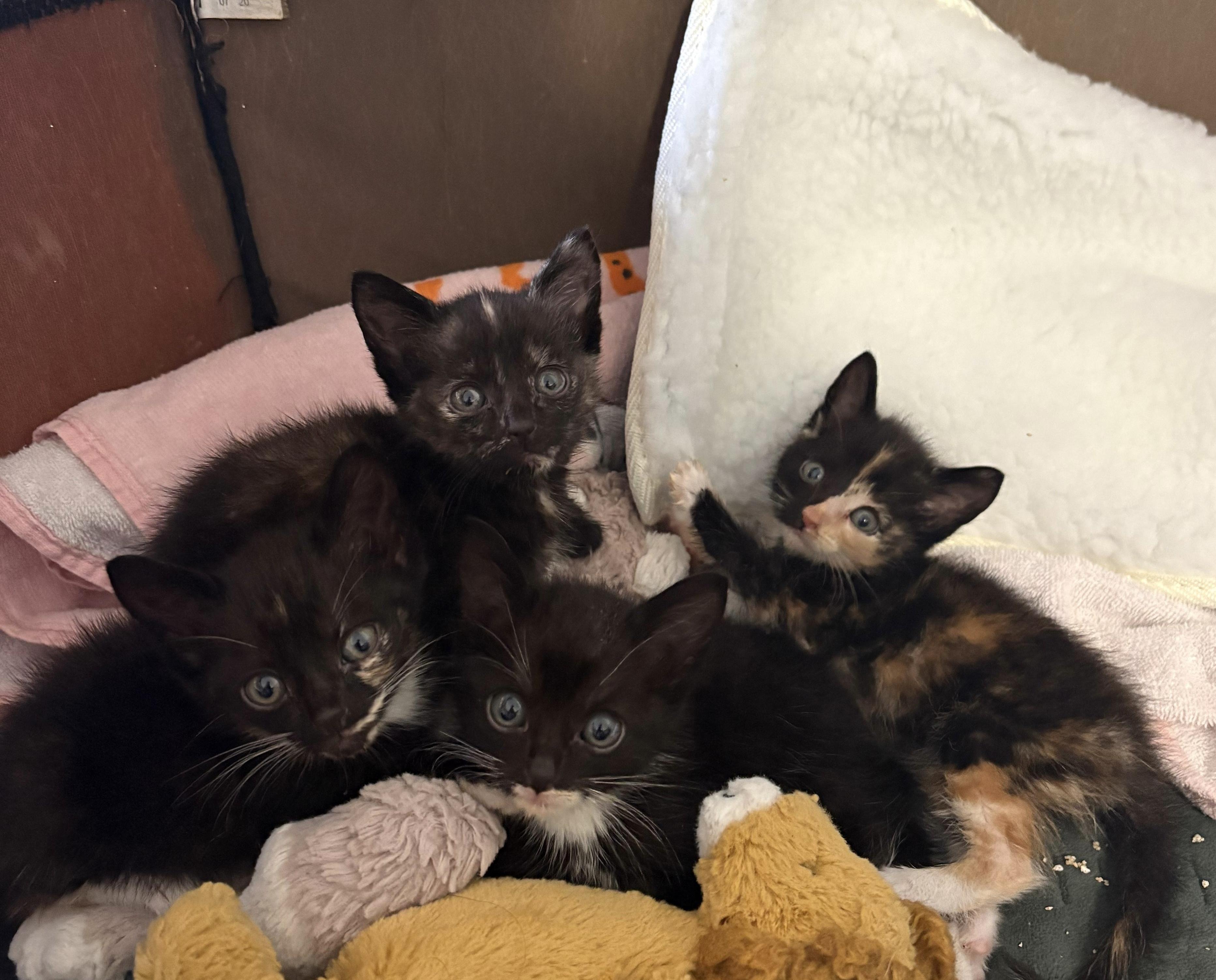 Ariel — thumbnail 2