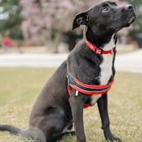Enlarge Bagel, a Adoptable mixed breed in Southington, CT image 3/4