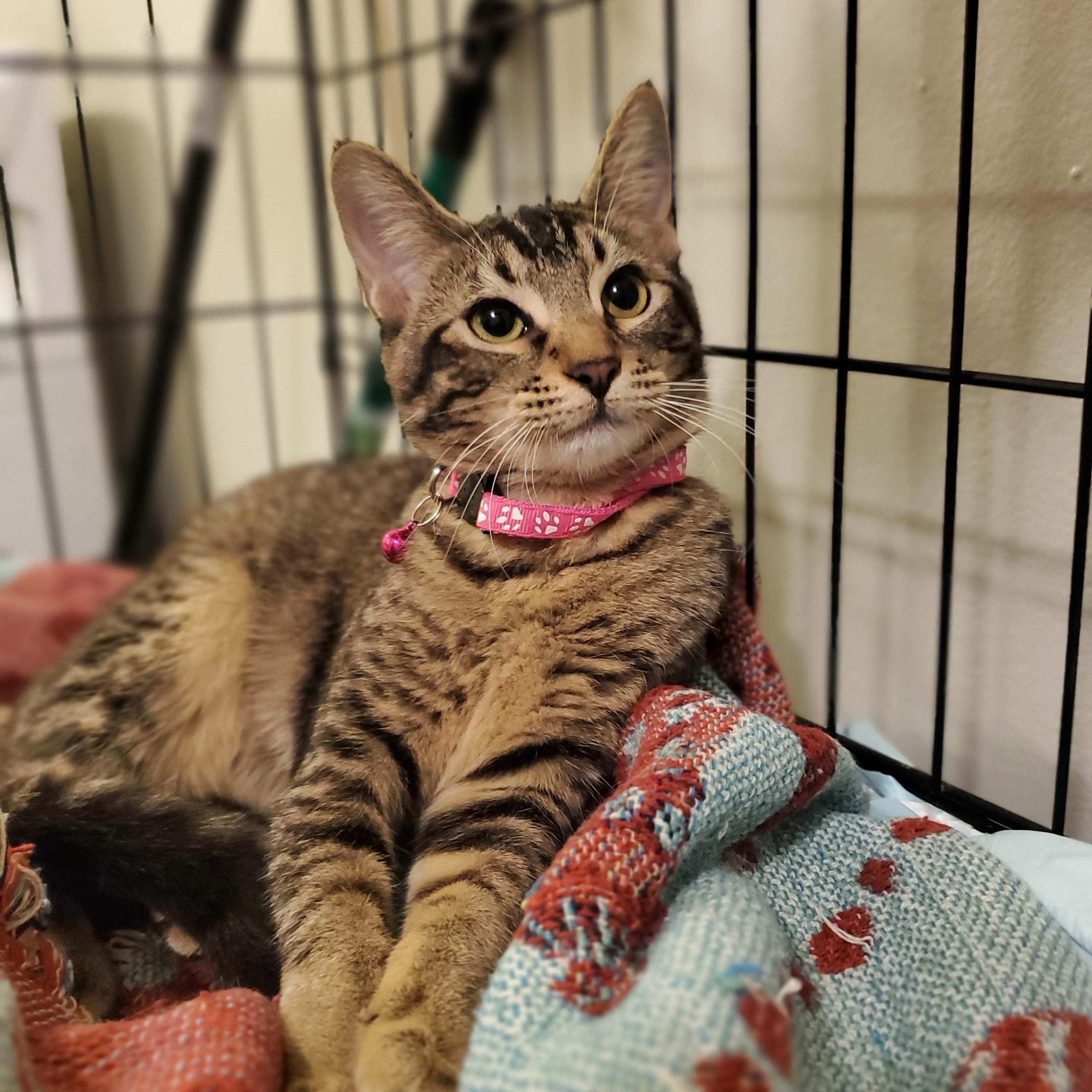 Ara, a ADOPTABLE Tabby in Fresno, CA image 1/2