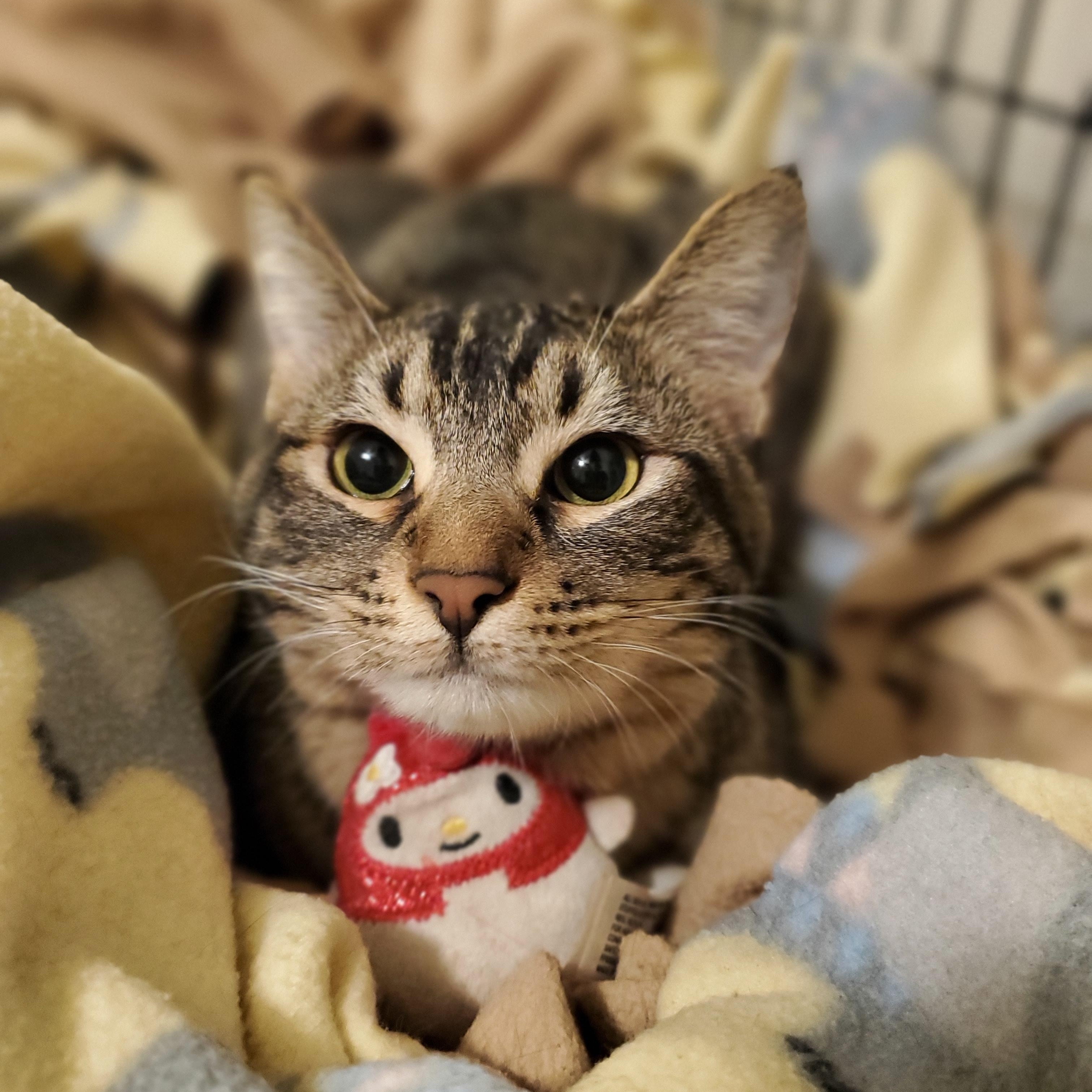 Ara, a ADOPTABLE Tabby in Fresno, CA image 2/2