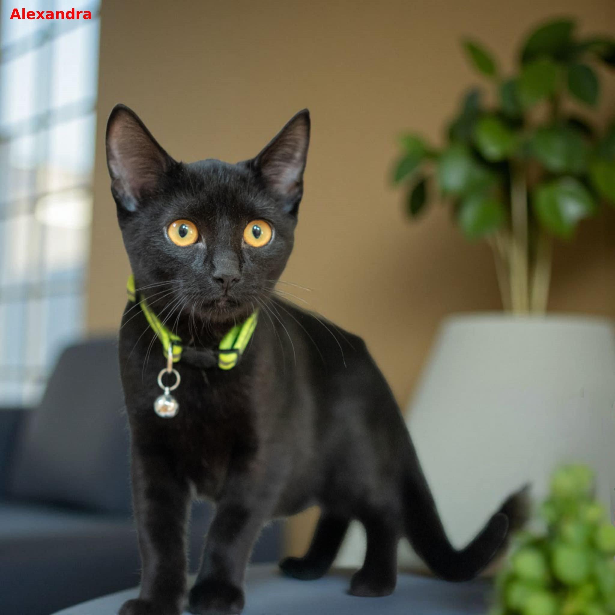 Alexandra, a Adoptable mixed breed in Brightwaters, NY image 1/2