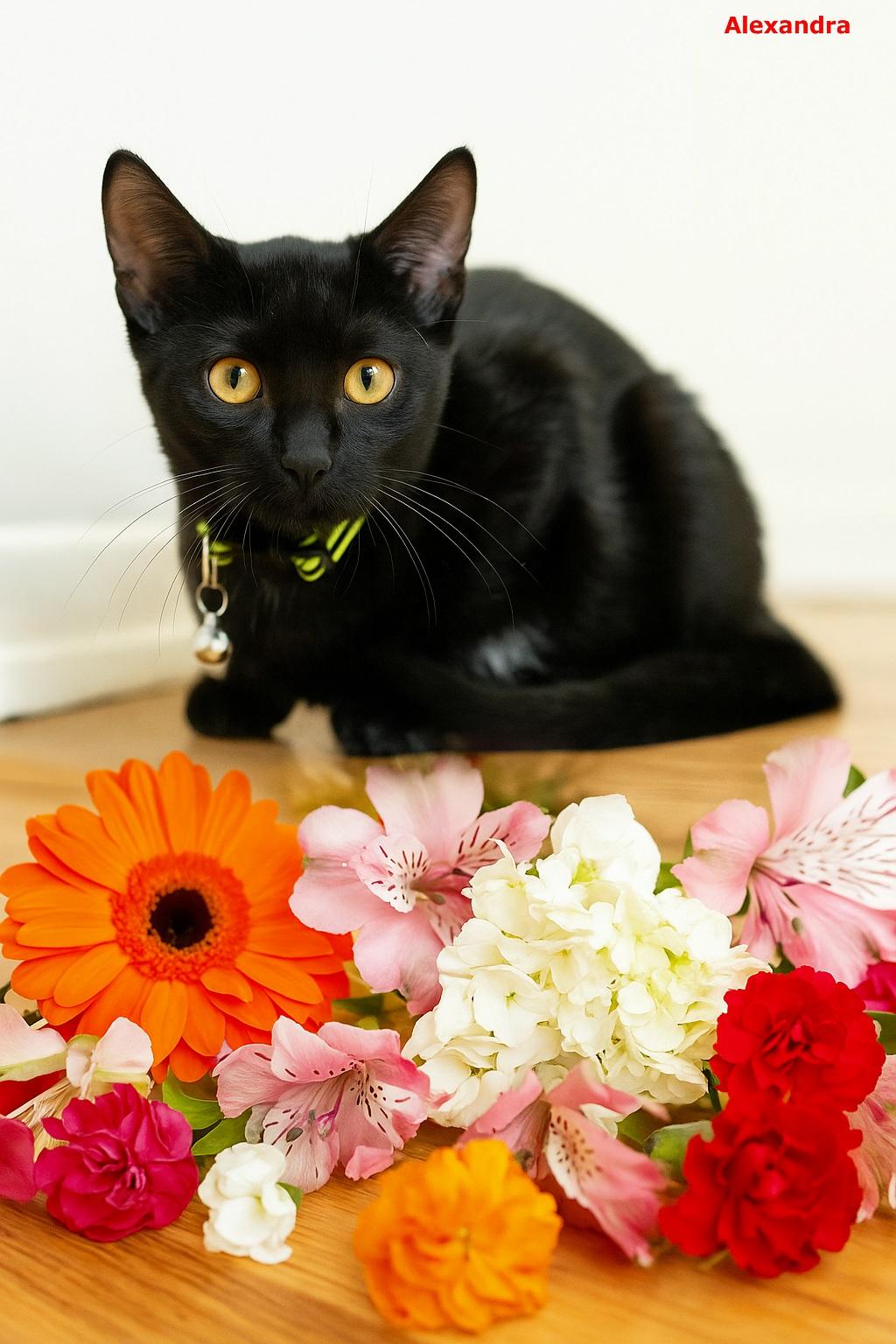 Alexandra, a Adoptable mixed breed in Brightwaters, NY image 2/2