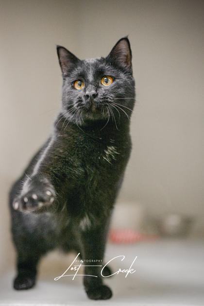 Foggy, Adoptable, Adult Male Domestic Medium Hair & Domestic Short Hair.