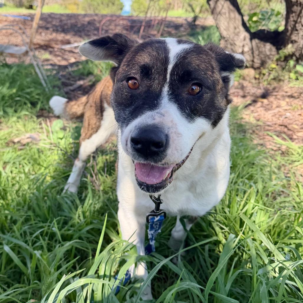 Enlarge ATHENA, a Adoptable mixed breed in Point Richmond, CA image 1/6