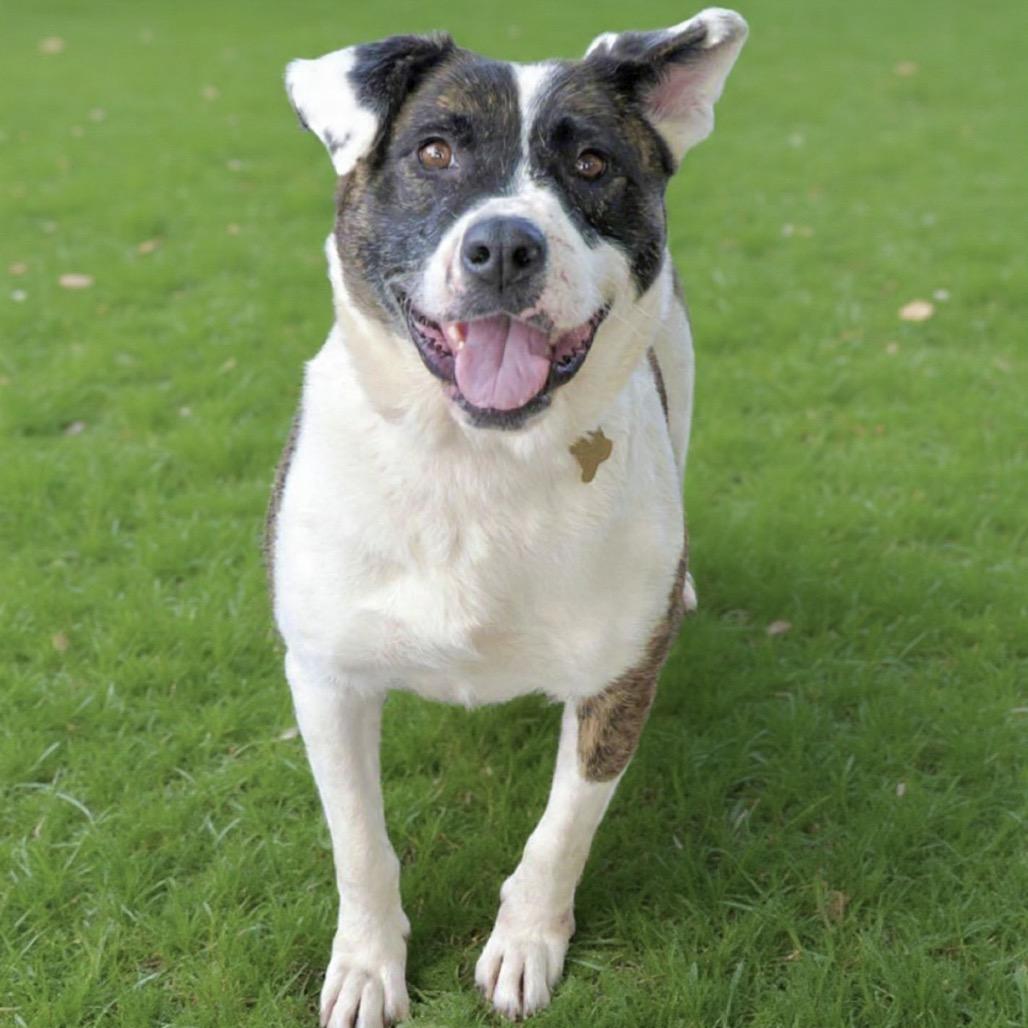Enlarge ATHENA, a Adoptable mixed breed in Point Richmond, CA image 2/6