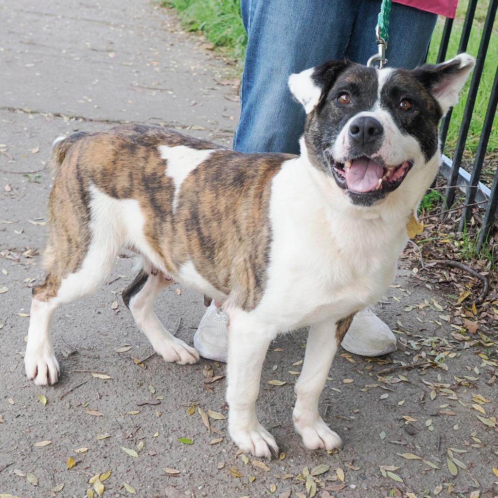 Enlarge ATHENA, a Adoptable mixed breed in Point Richmond, CA image 3/6