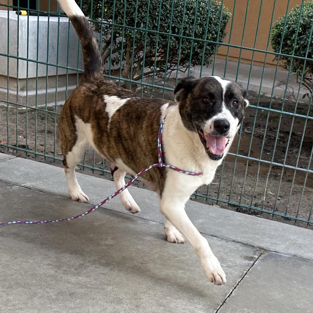 Enlarge ATHENA, a Adoptable mixed breed in Point Richmond, CA image 4/6