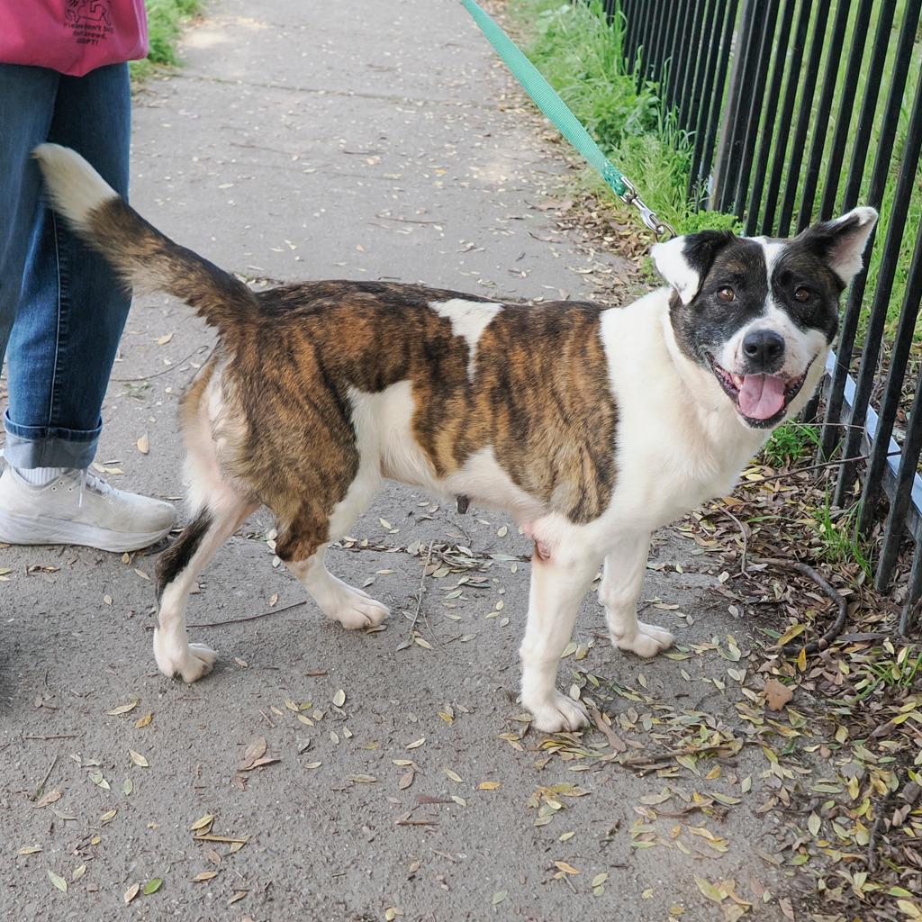 Enlarge ATHENA, a Adoptable mixed breed in Point Richmond, CA image 5/6
