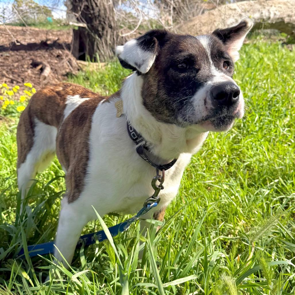 Enlarge ATHENA, a Adoptable mixed breed in Point Richmond, CA image 6/6