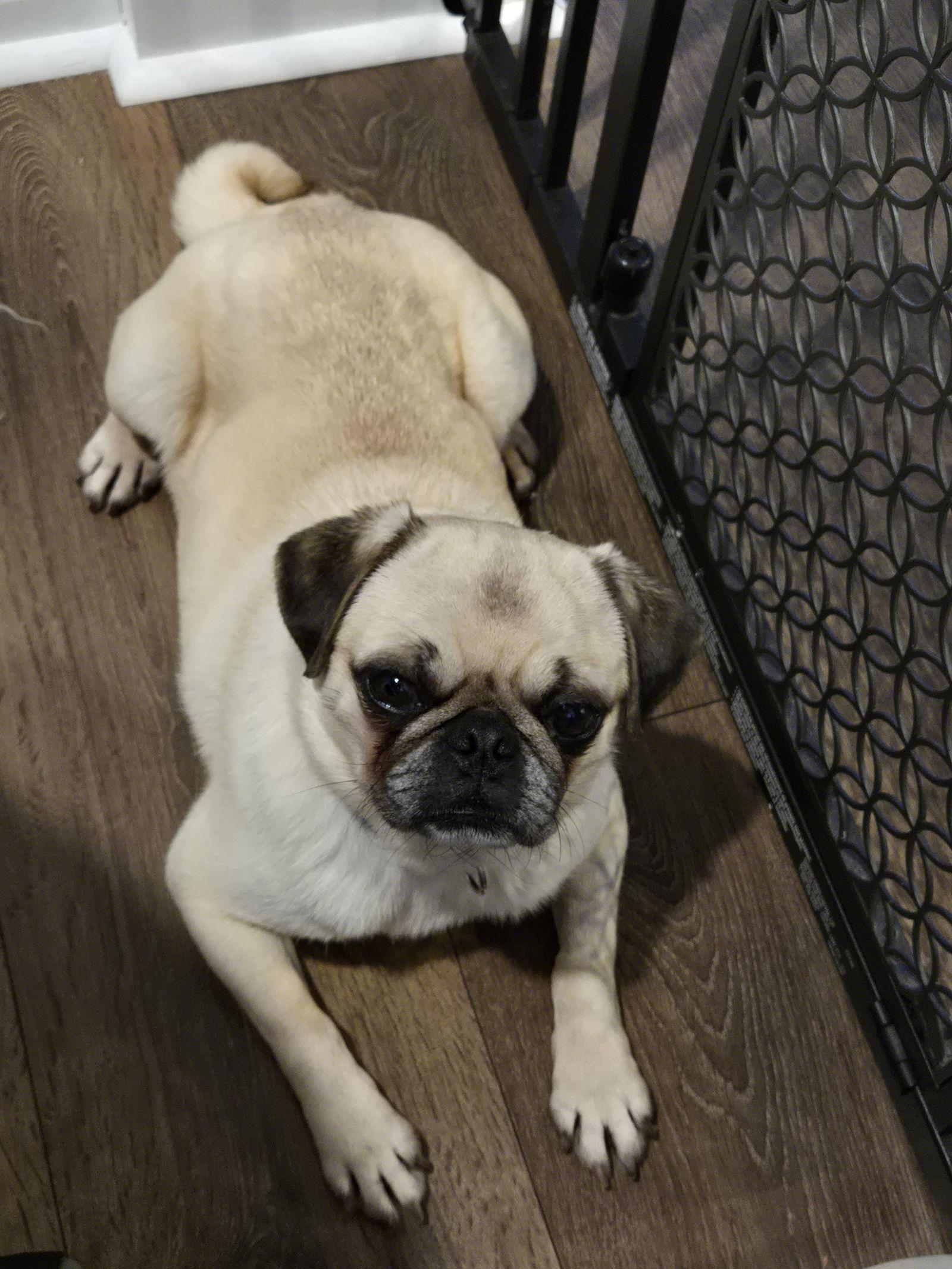 Enlarge Sweet Pea 4467, a Adoptable Pug in Pickering, ON image 1/3
