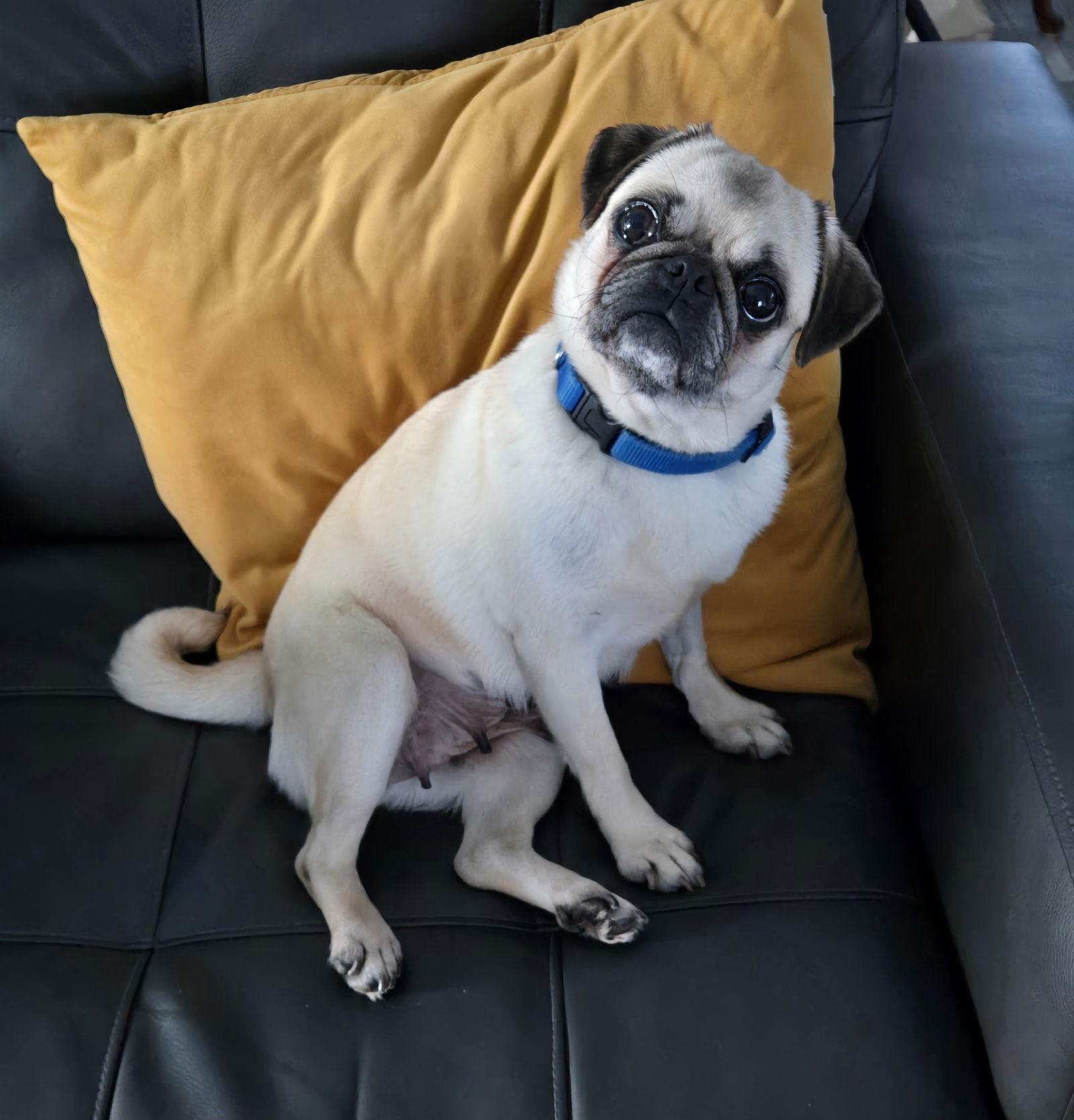 Enlarge Sweet Pea 4467, a Adoptable Pug in Pickering, ON image 2/3