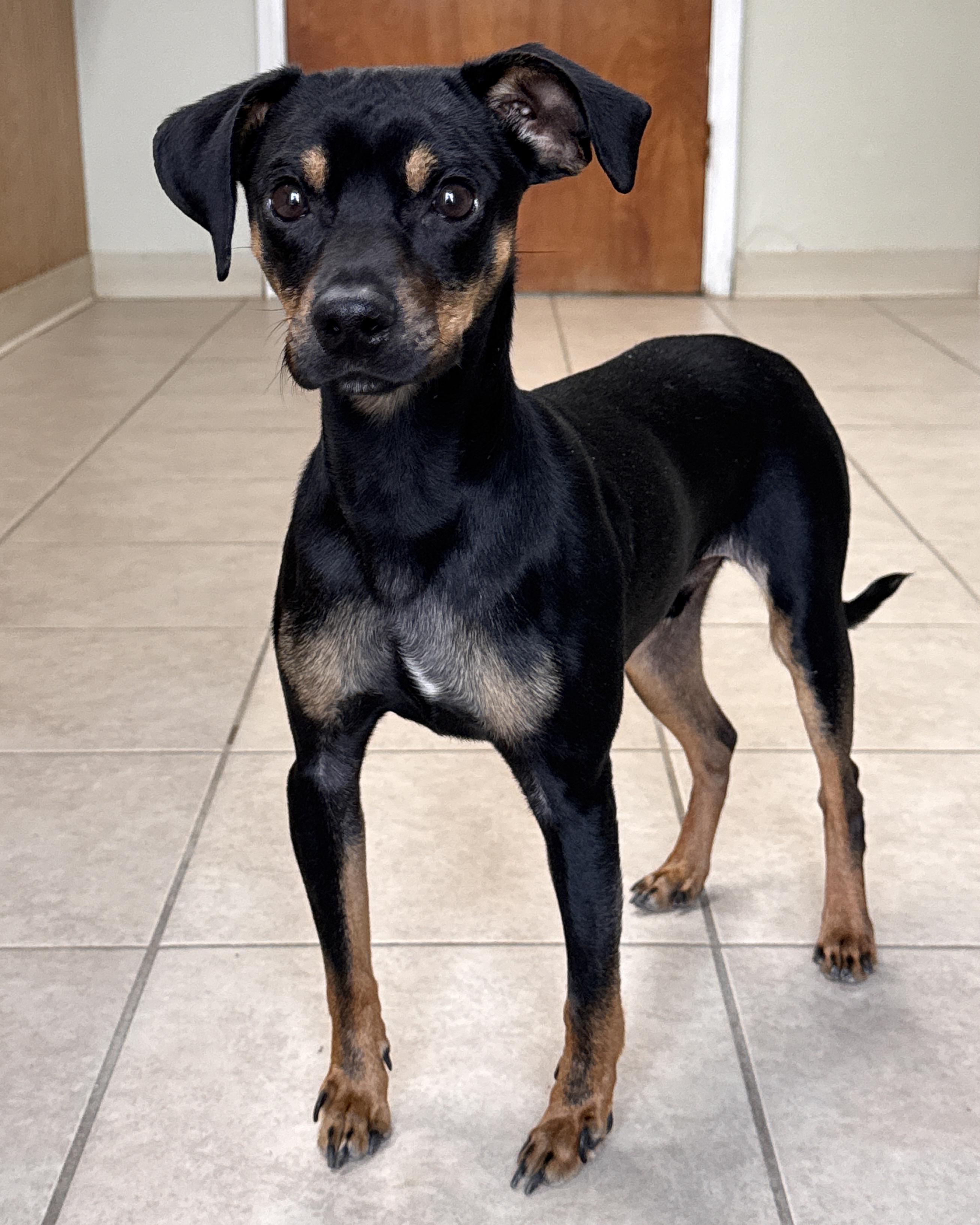 Enlarge Fiyero, an adopted mixed breed in Bedford, IN image 2/5