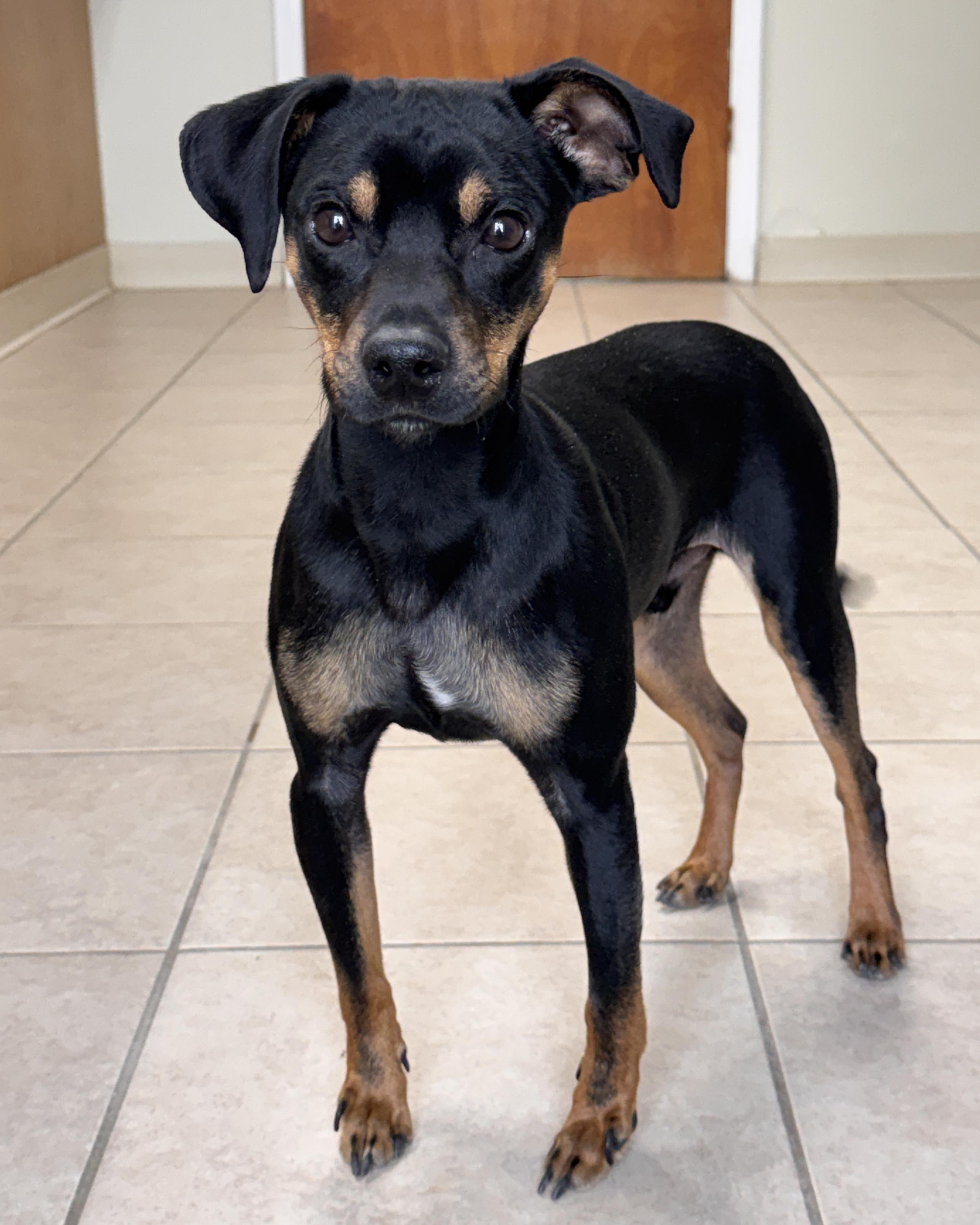 Enlarge Fiyero, an adopted mixed breed in Bedford, IN image 3/5