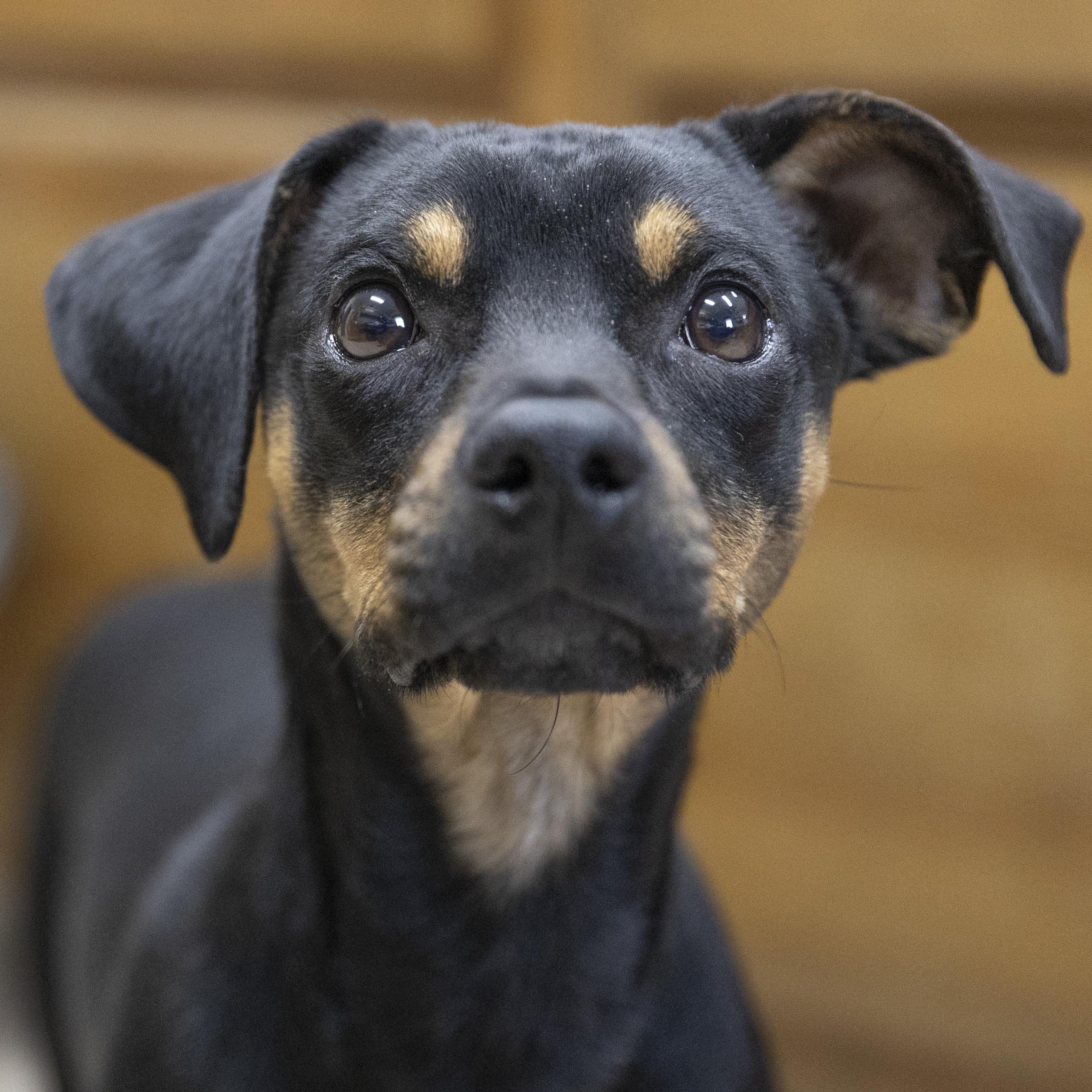 Enlarge Fiyero, an adopted mixed breed in Bedford, IN image 4/5