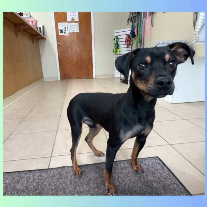 Enlarge Fiyero, an adopted mixed breed in Bedford, IN video 5/5