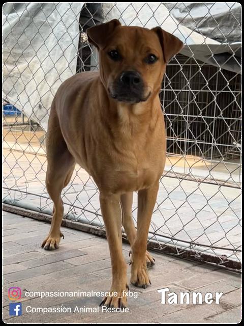 Tanner, Adoptable, Adult Male Labrador Retriever.