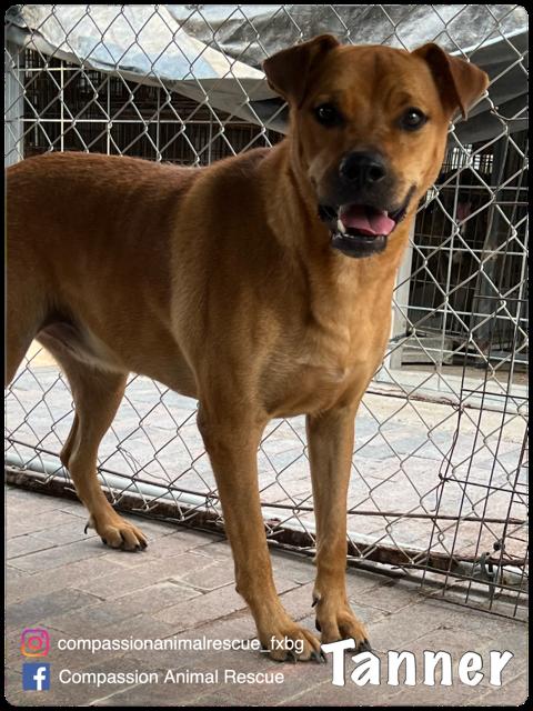 Tanner, a Adoptable Labrador Retriever in Fredericksburg, VA image 3/6
